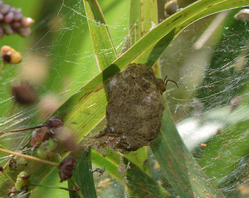 Dolomedes fimbriatus? - Viadana (MN)